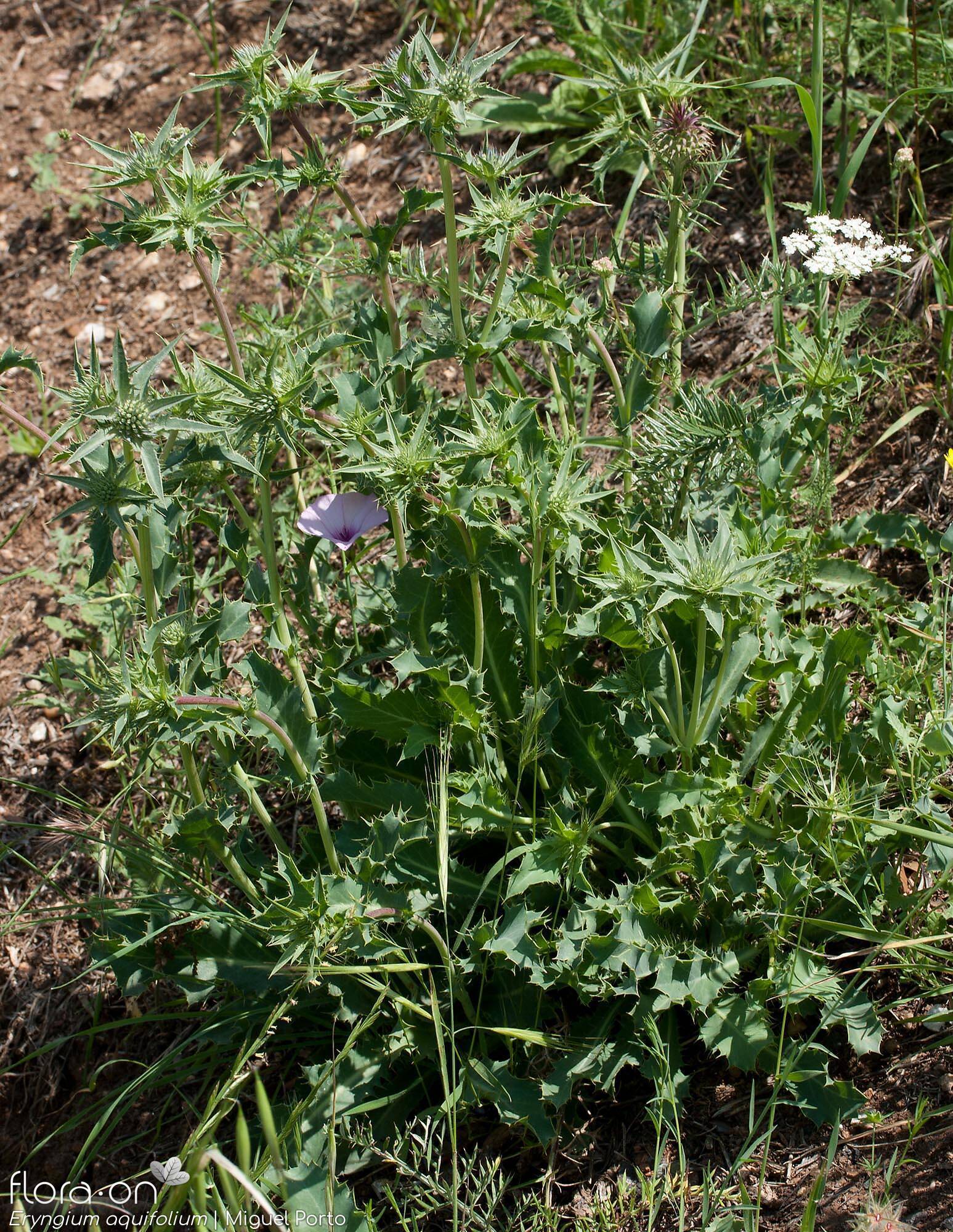 Eryngium aquifolium - Hábito | Miguel Porto; CC BY-NC 4.0