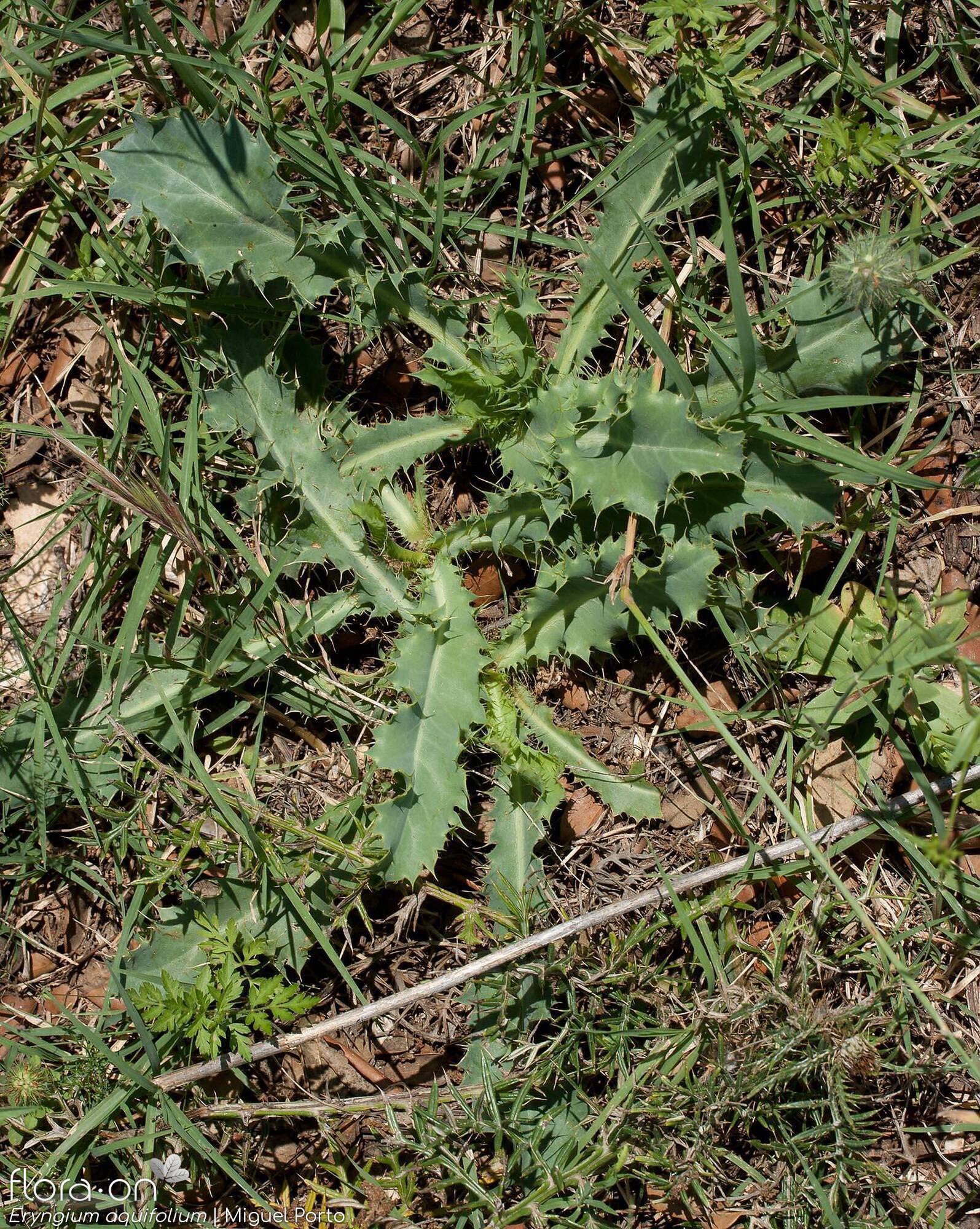 Eryngium aquifolium - Folha (geral) | Miguel Porto; CC BY-NC 4.0