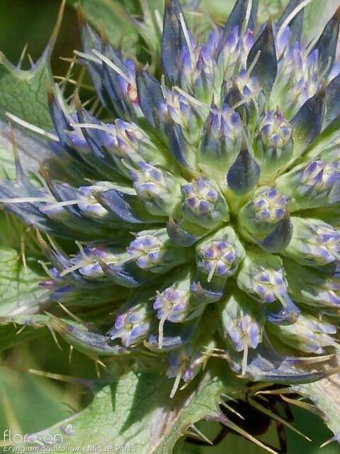 Eryngium aquifolium - Flor (close-up) | Miguel Porto; CC BY-NC 4.0