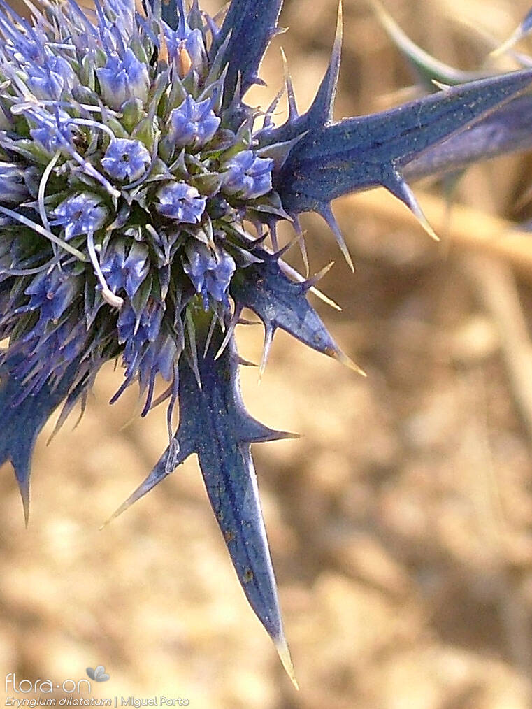 Eryngium dilatatum - Flor (close-up) | Miguel Porto; CC BY-NC 4.0