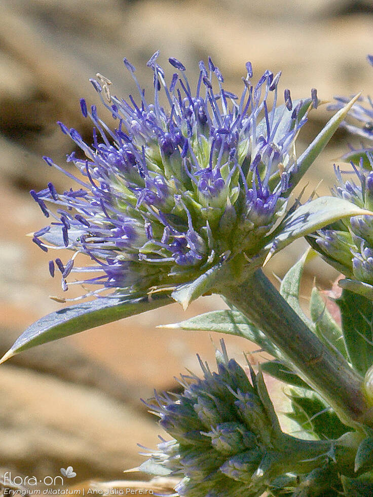 Eryngium dilatatum - Flor (close-up) | Ana Júlia Pereira; CC BY-NC 4.0