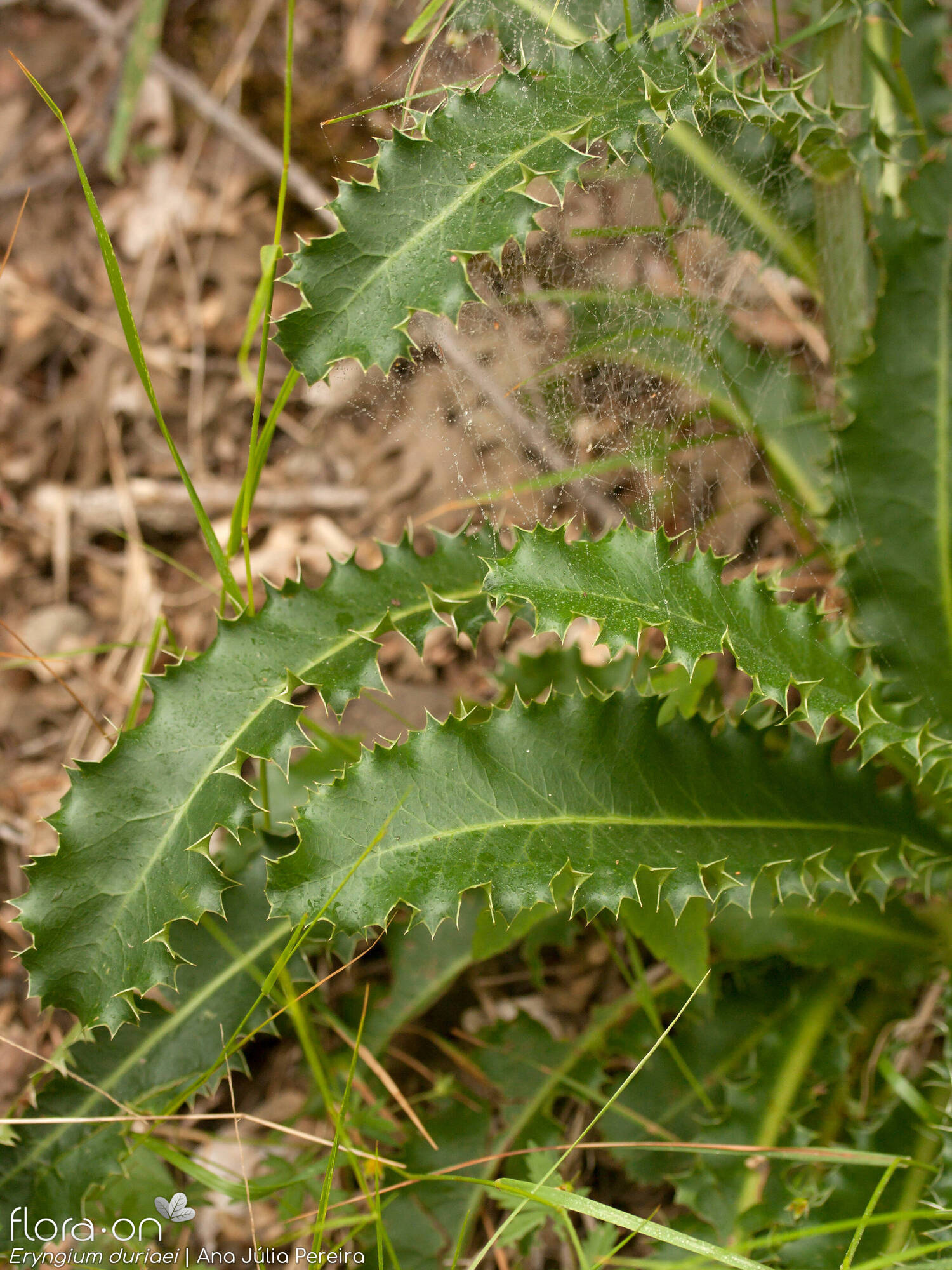 Eryngium duriaei - Folha | Ana Júlia Pereira; CC BY-NC 4.0
