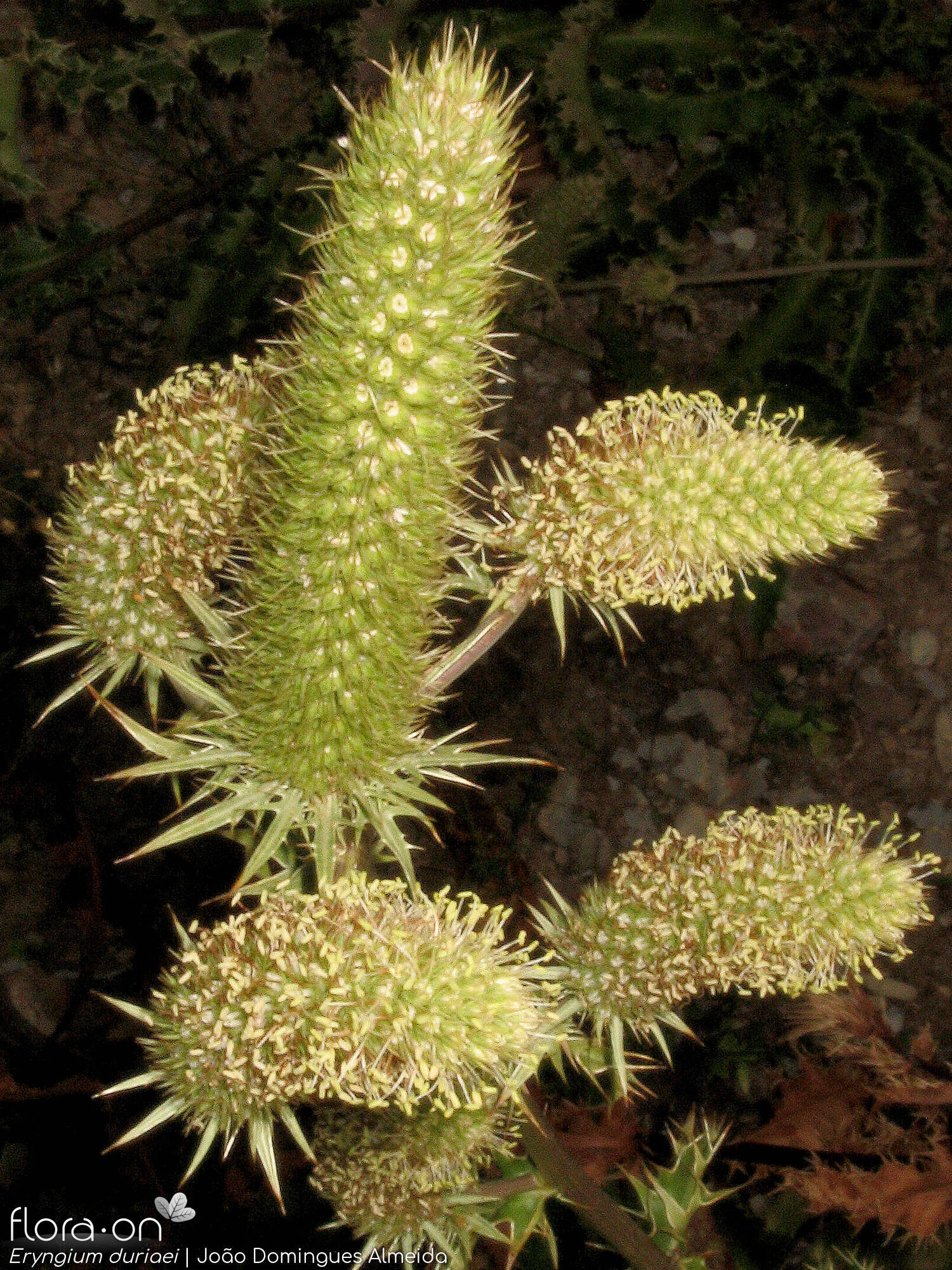 Eryngium duriaei - Flor (geral) | João Domingues Almeida; CC BY-NC 4.0