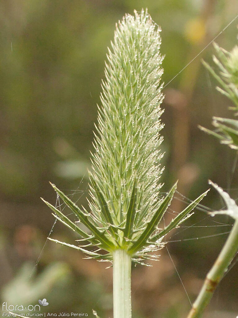 Eryngium duriaei - Flor (close-up) | Ana Júlia Pereira; CC BY-NC 4.0
