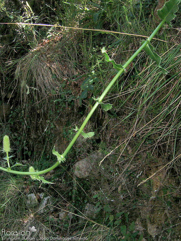 Eryngium duriaei - Caule | João Domingues Almeida; CC BY-NC 4.0