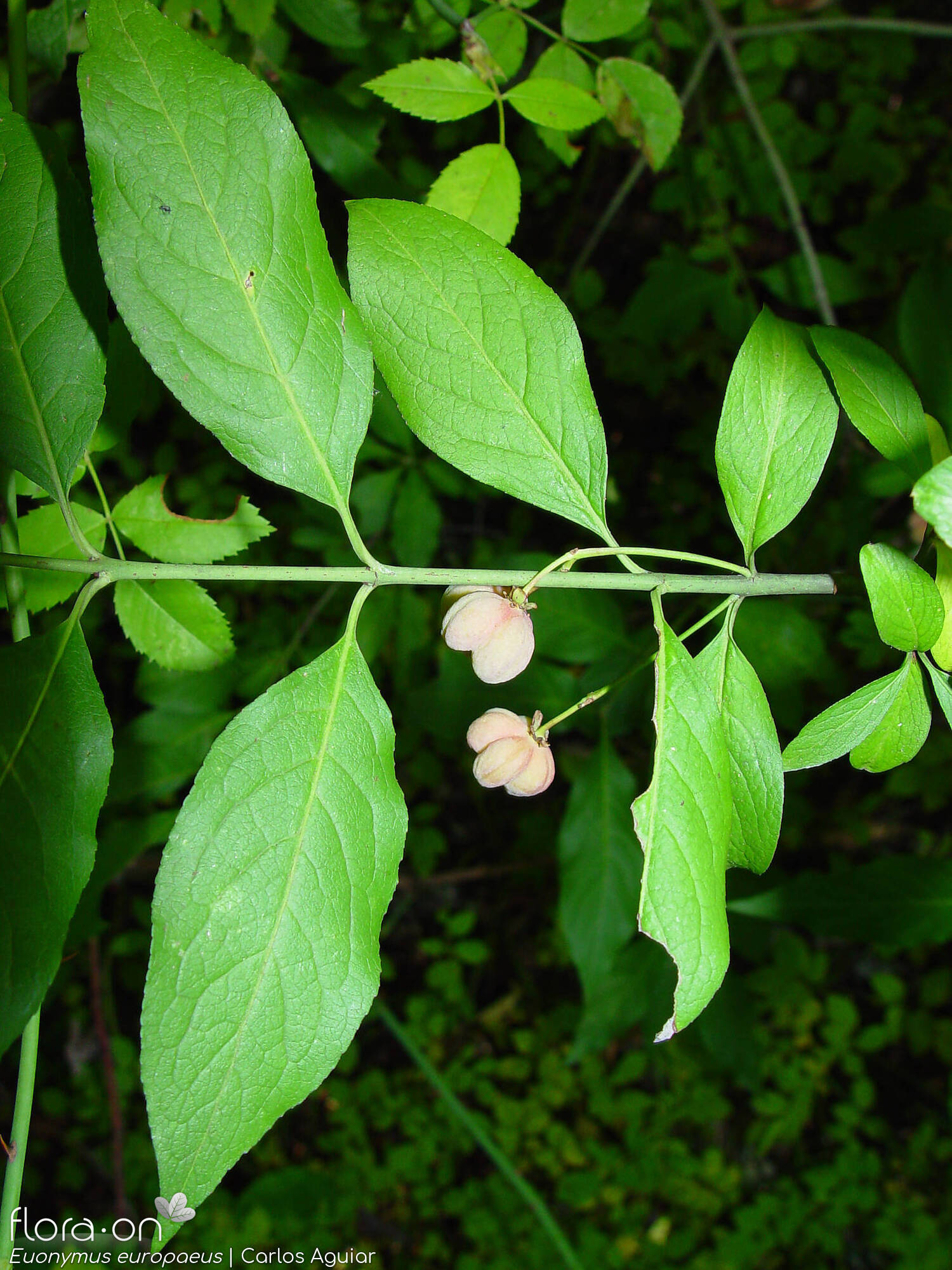 Euonymus europaeus