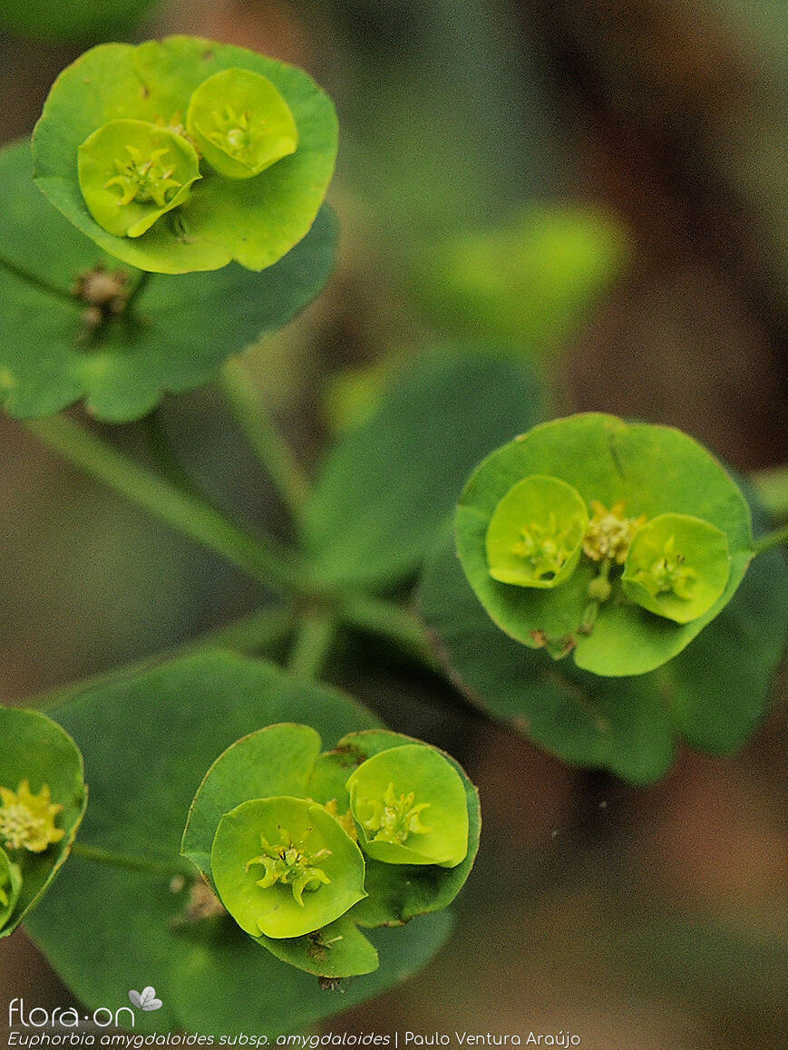 Euphorbia amygdaloides amygdaloides - Bráctea | Paulo Ventura Araújo; CC BY-NC 4.0