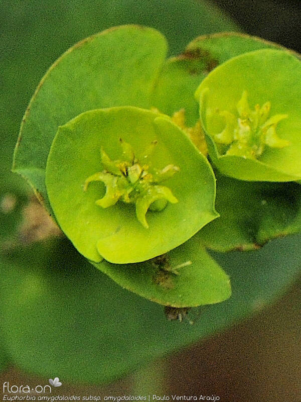 Euphorbia amygdaloides amygdaloides - Flor (close-up) | Paulo Ventura Araújo; CC BY-NC 4.0