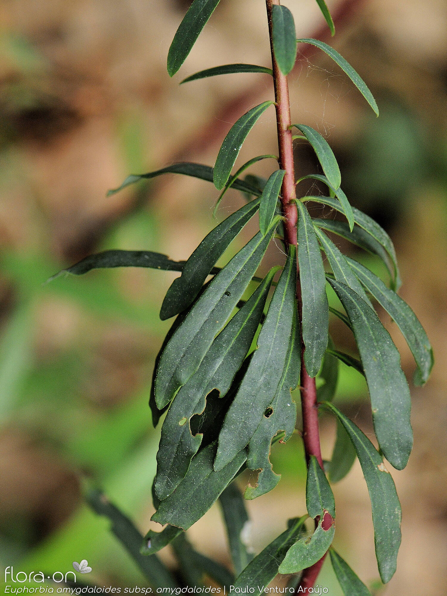 Euphorbia amygdaloides amygdaloides - Folha (geral) | Paulo Ventura Araújo; CC BY-NC 4.0