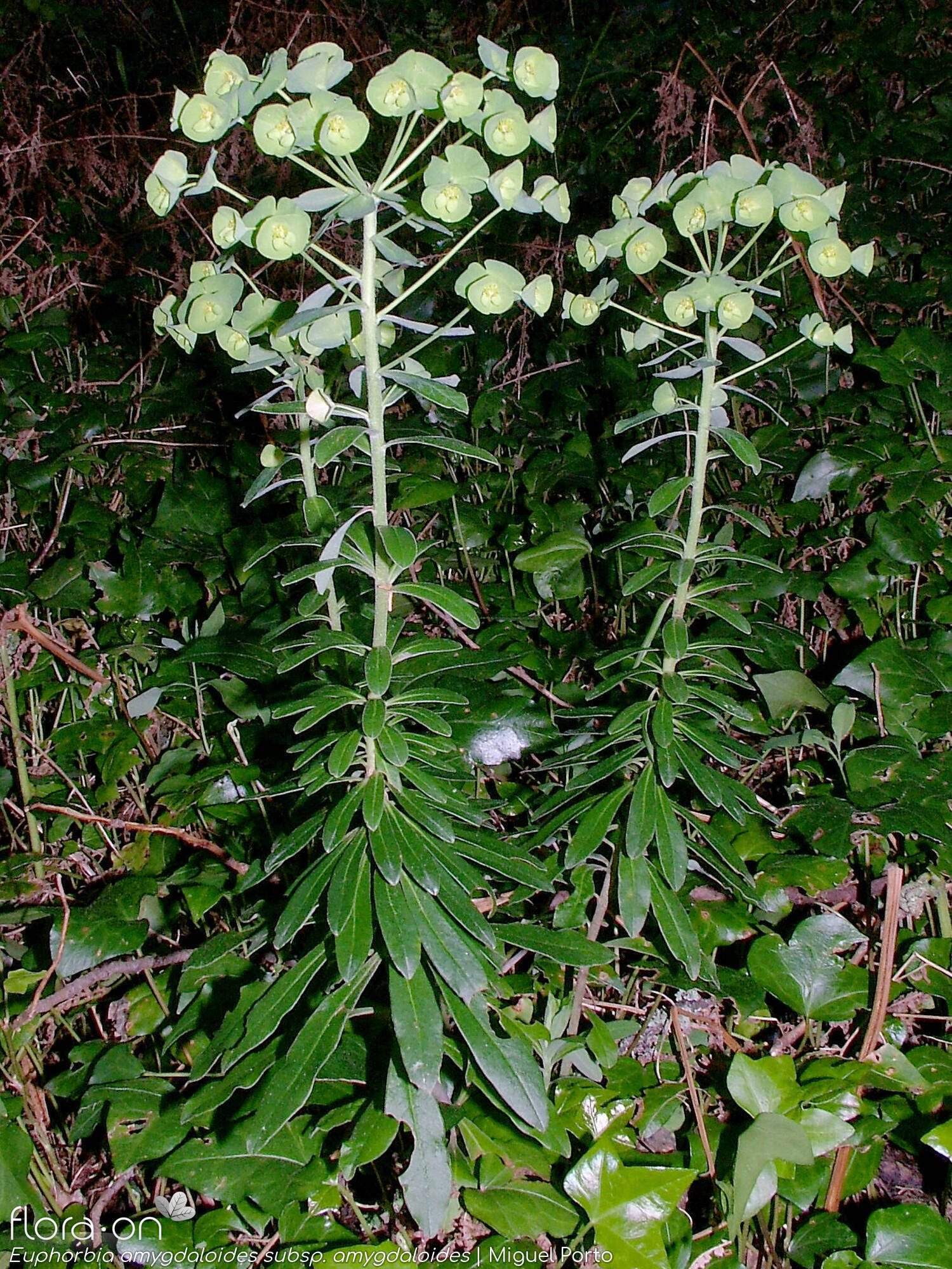 Euphorbia amygdaloides amygdaloides - Hábito | Miguel Porto; CC BY-NC 4.0