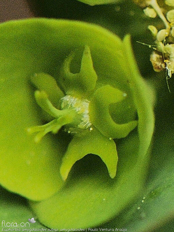 Euphorbia amygdaloides amygdaloides - Flor (close-up) | Paulo Ventura Araújo; CC BY-NC 4.0
