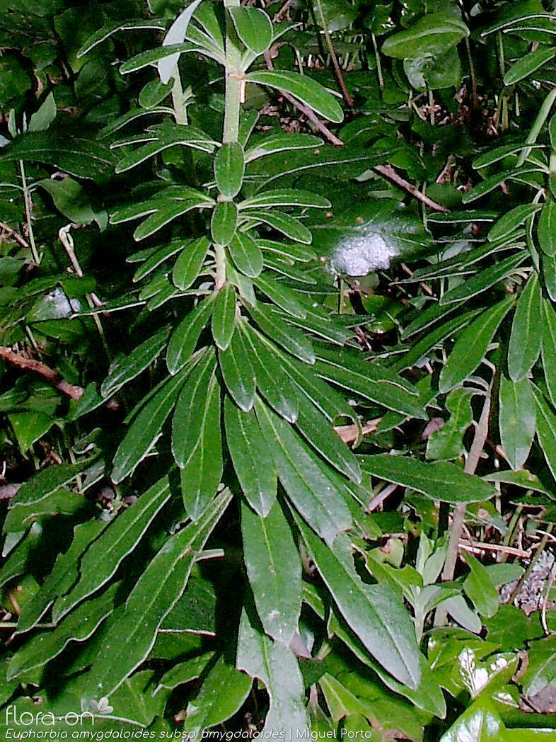 Euphorbia amygdaloides amygdaloides - Folha | Miguel Porto; CC BY-NC 4.0