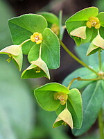 Euphorbia angulata