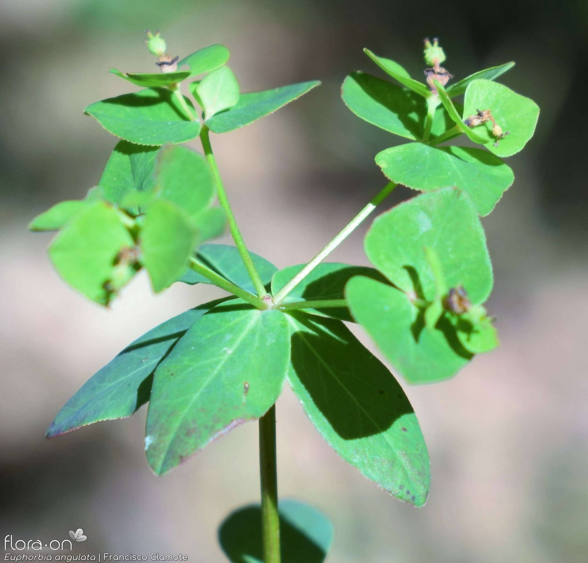 Euphorbia angulata - Flor (geral) | Francisco Clamote; CC BY-NC 4.0