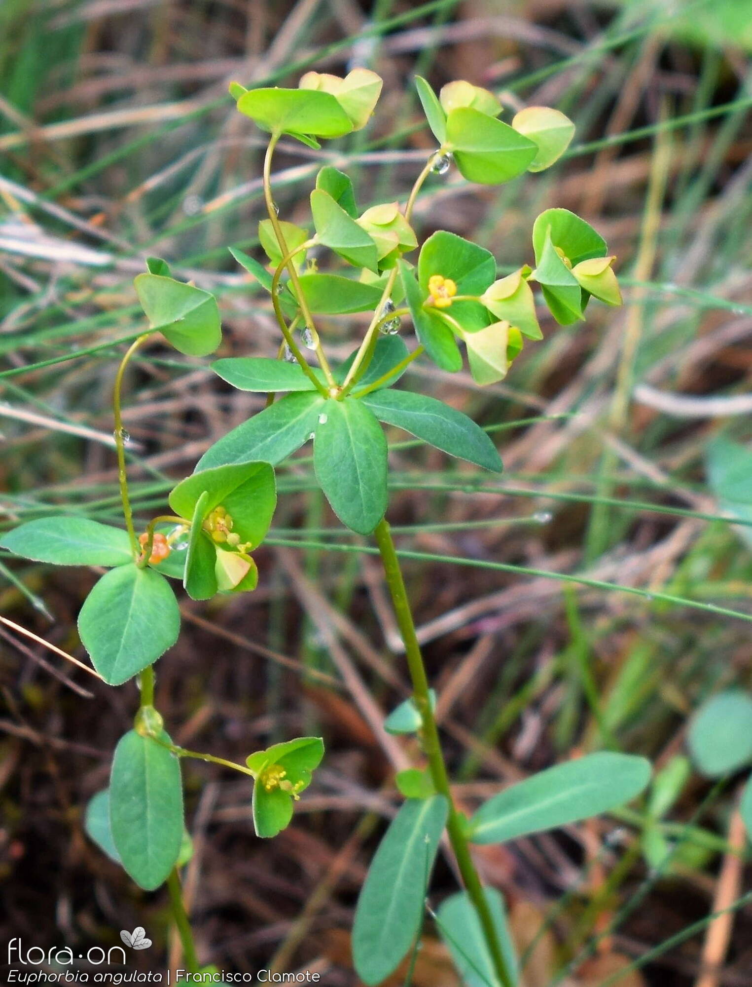 Euphorbia angulata - Hábito | Francisco Clamote; CC BY-NC 4.0