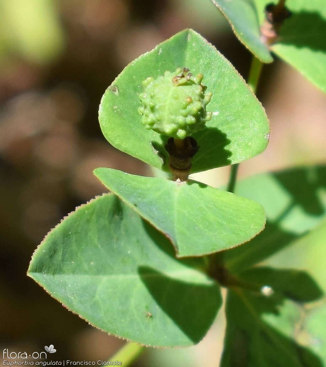 Euphorbia angulata - Fruto | Francisco Clamote; CC BY-NC 4.0
