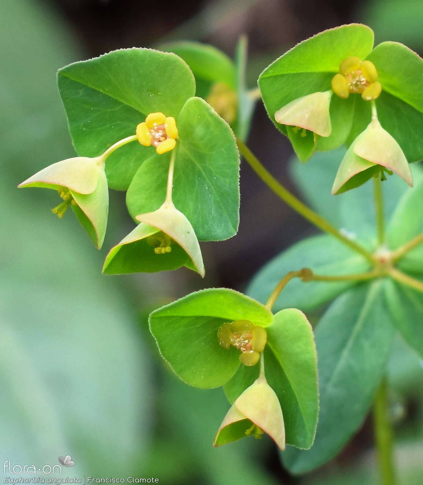 Euphorbia angulata - Flor (close-up) | Francisco Clamote; CC BY-NC 4.0