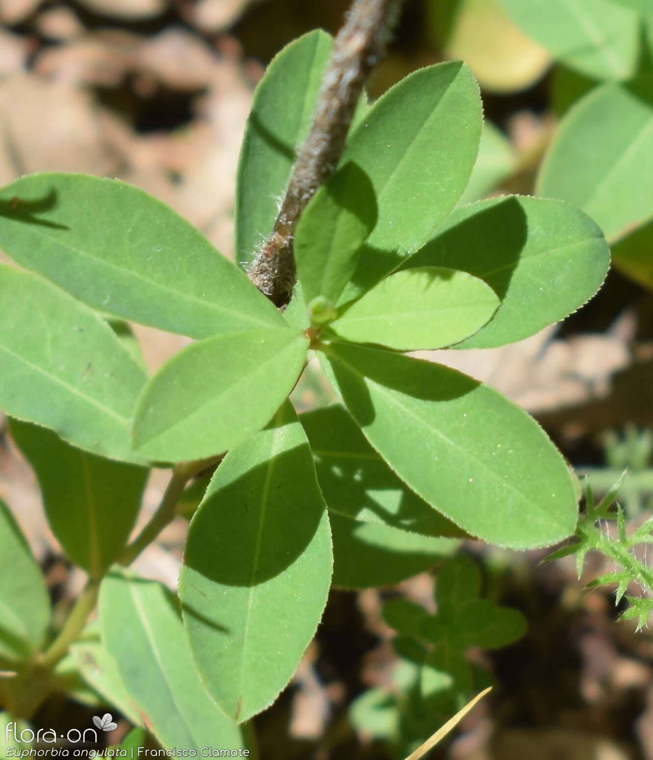 Euphorbia angulata - Folha | Francisco Clamote; CC BY-NC 4.0