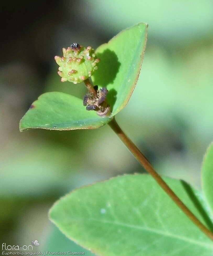 Euphorbia angulata - Fruto | Francisco Clamote; CC BY-NC 4.0