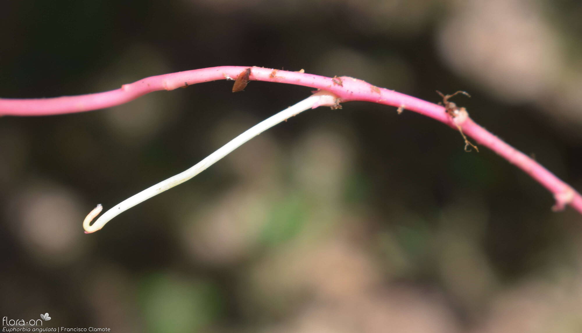 Euphorbia angulata - Caule | Francisco Clamote; CC BY-NC 4.0