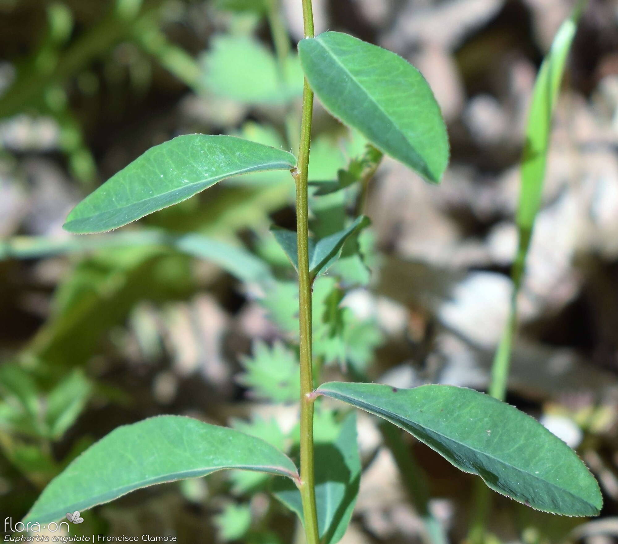 Euphorbia angulata - Folha (geral) | Francisco Clamote; CC BY-NC 4.0