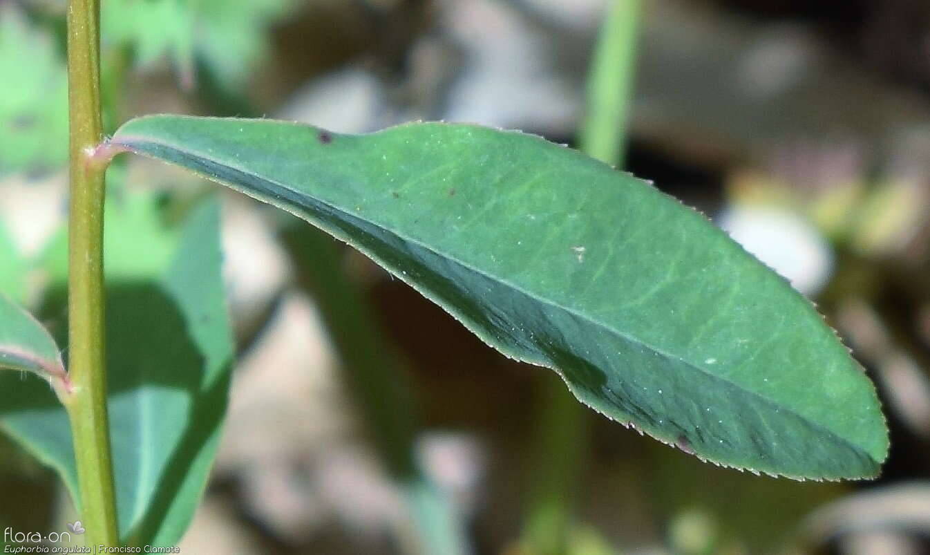 Euphorbia angulata - Folha | Francisco Clamote; CC BY-NC 4.0