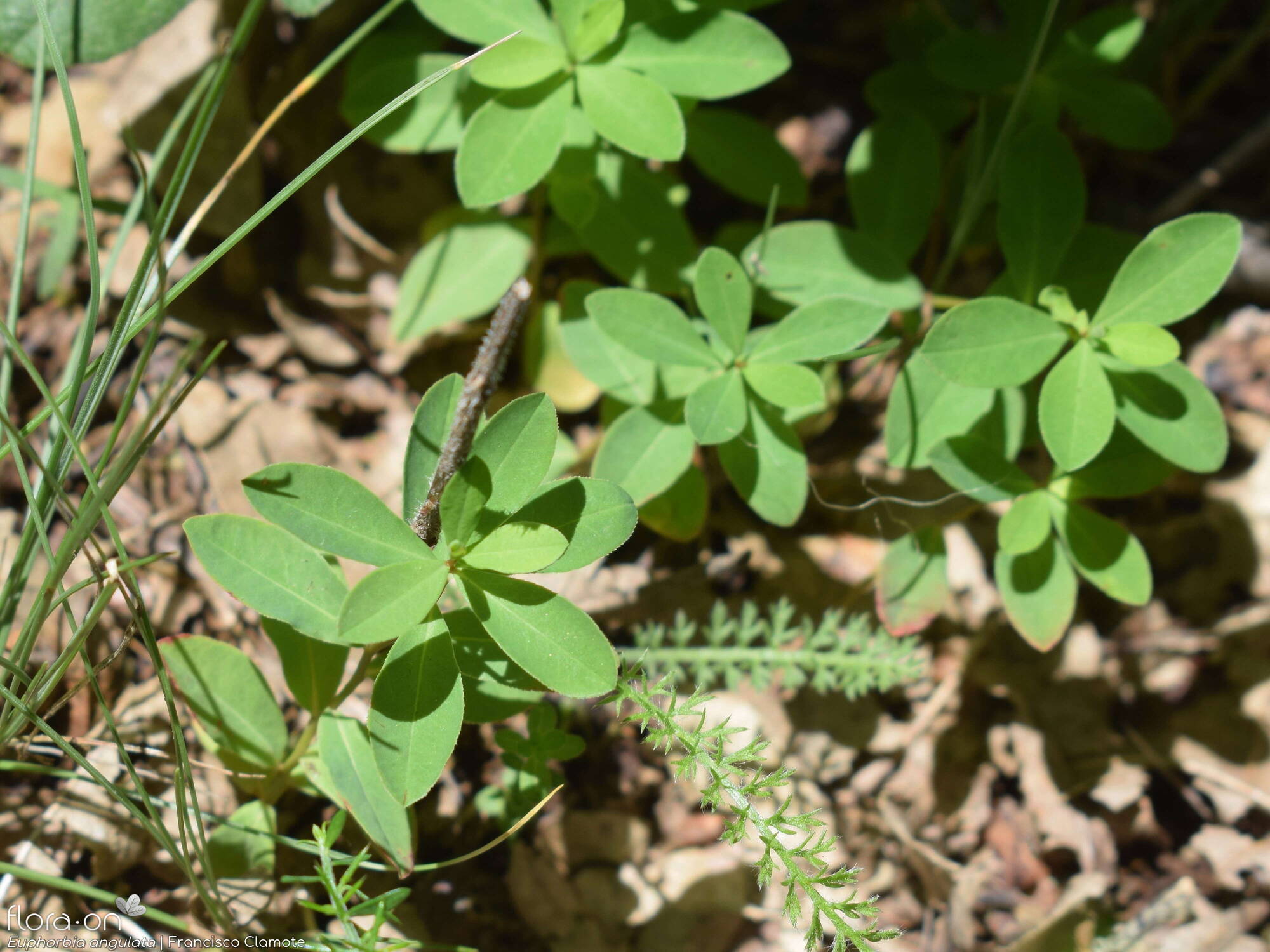 Euphorbia angulata - Folha (geral) | Francisco Clamote; CC BY-NC 4.0