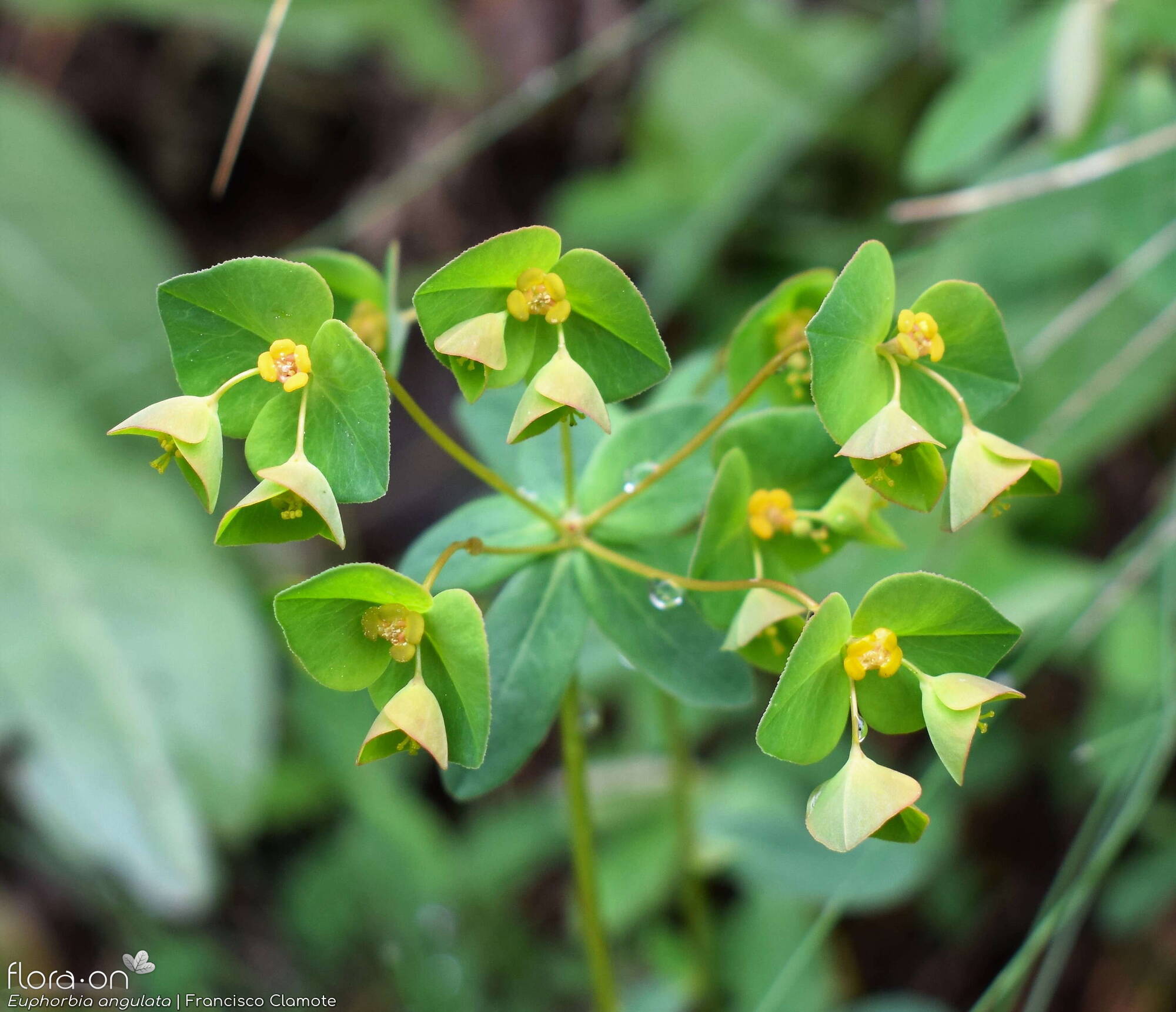 Euphorbia angulata - Flor (geral) | Francisco Clamote; CC BY-NC 4.0