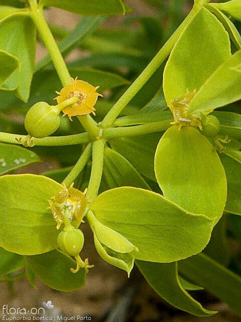 Euphorbia boetica - Flor (close-up) | Miguel Porto; CC BY-NC 4.0