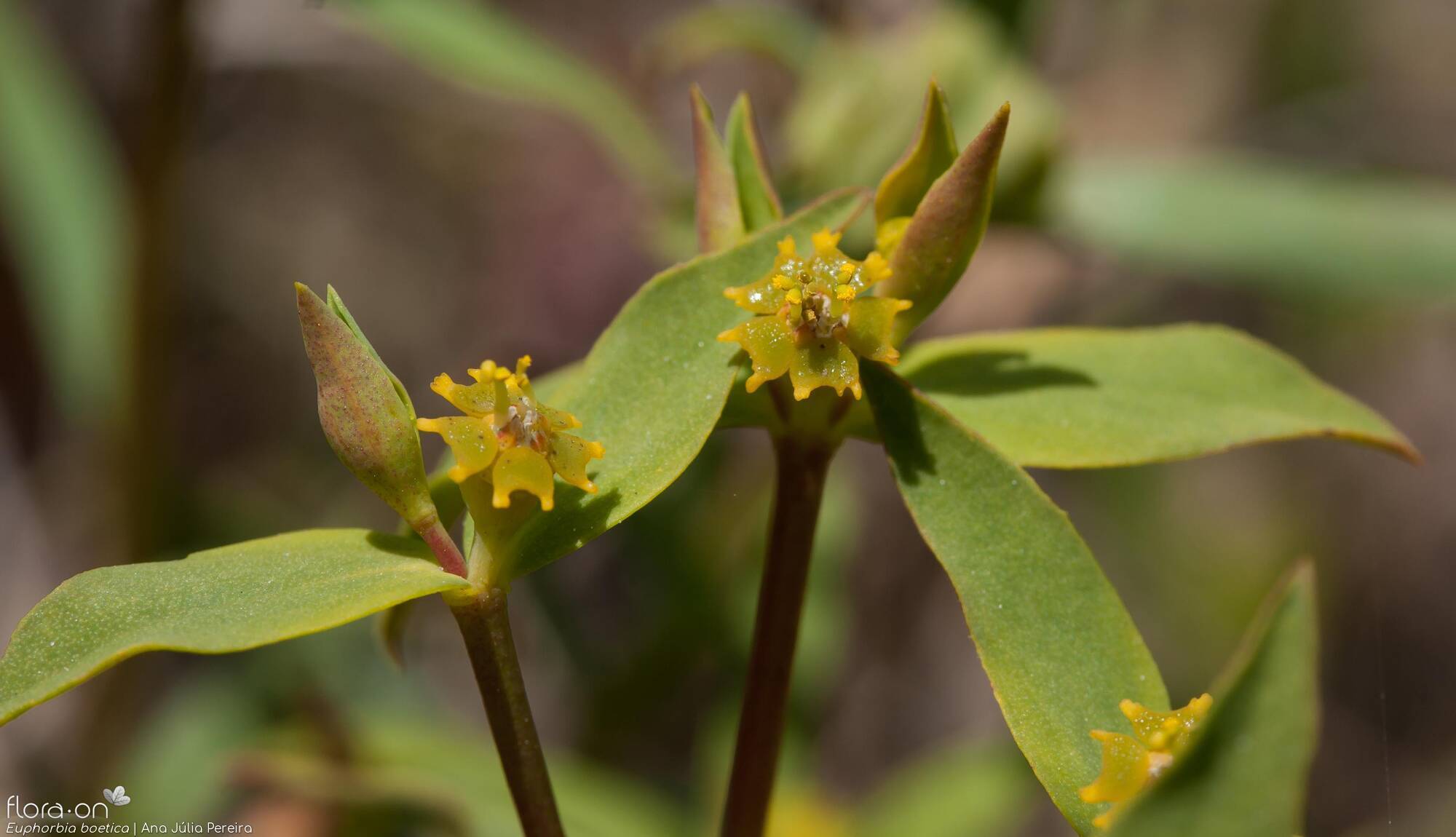 Euphorbia boetica - Flor (geral) | Ana Júlia Pereira; CC BY-NC 4.0