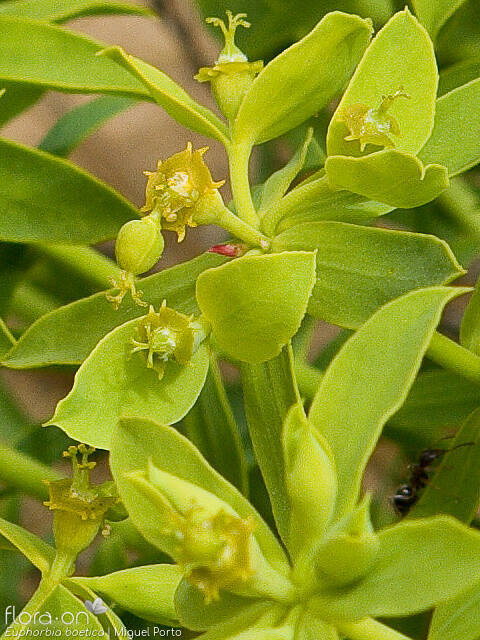 Euphorbia boetica - Bráctea | Miguel Porto; CC BY-NC 4.0