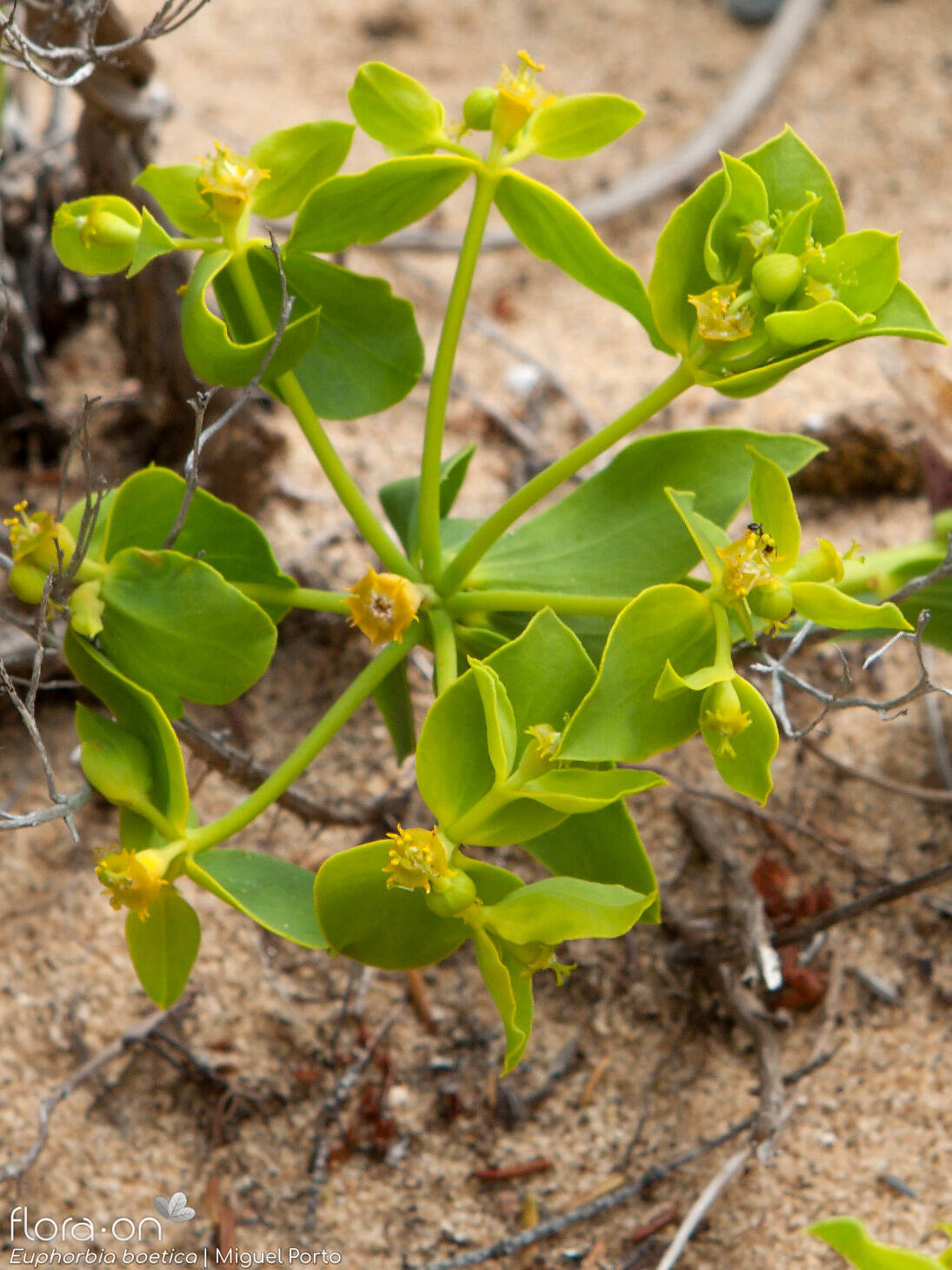 Euphorbia boetica - Flor (geral) | Miguel Porto; CC BY-NC 4.0