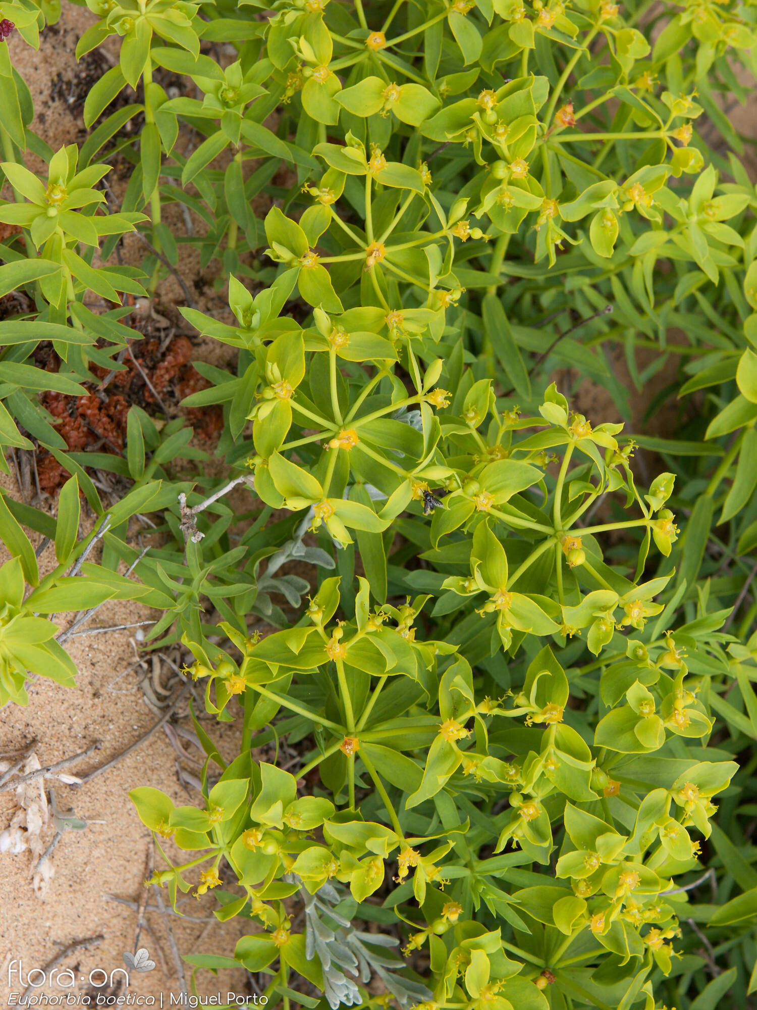Euphorbia boetica - Hábito | Miguel Porto; CC BY-NC 4.0