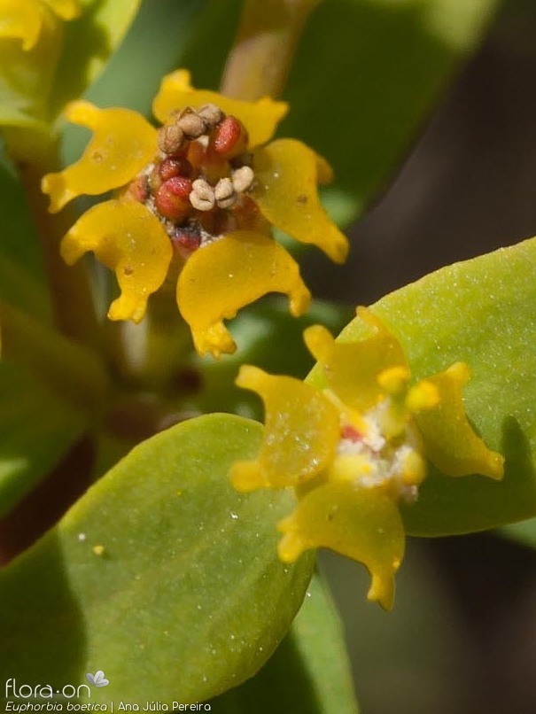 Euphorbia boetica - Flor (close-up) | Ana Júlia Pereira; CC BY-NC 4.0