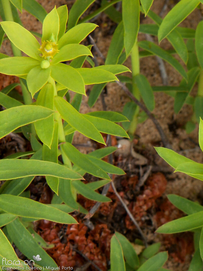 Euphorbia boetica - Folha | Miguel Porto; CC BY-NC 4.0