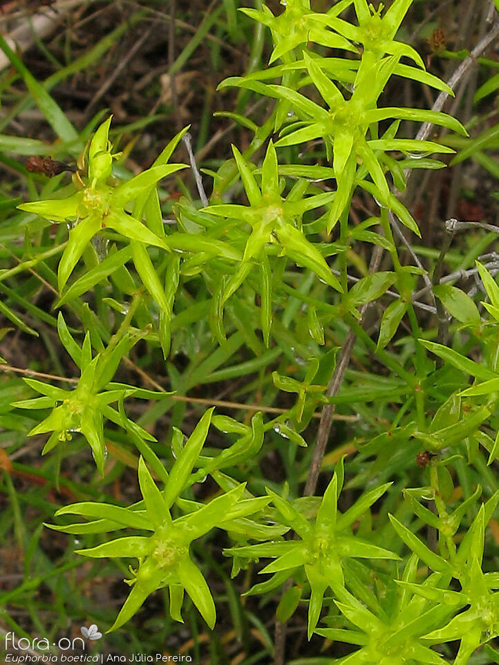 Euphorbia boetica - Folha | Ana Júlia Pereira; CC BY-NC 4.0