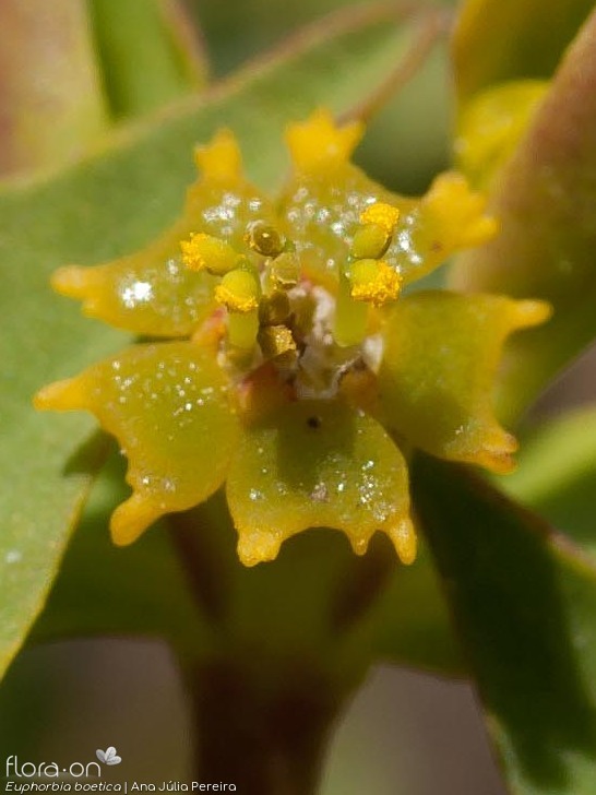 Euphorbia boetica - Flor (close-up) | Ana Júlia Pereira; CC BY-NC 4.0