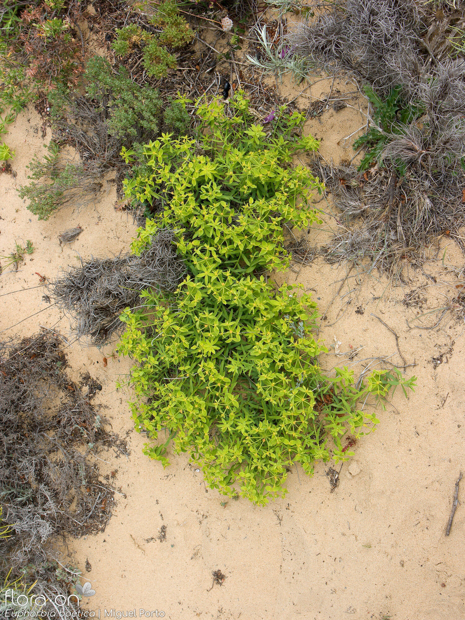 Euphorbia boetica - Hábito | Miguel Porto; CC BY-NC 4.0