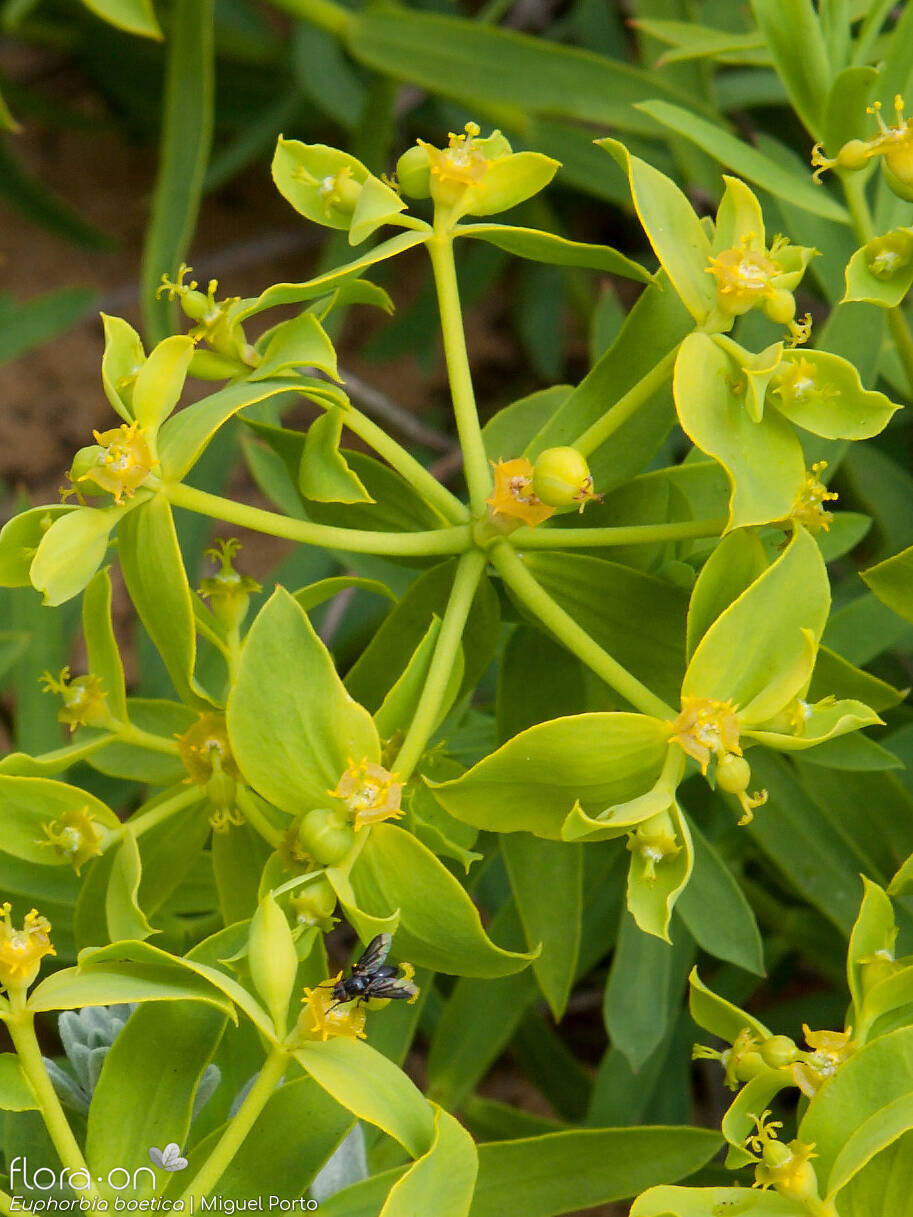 Euphorbia boetica - Flor (geral) | Miguel Porto; CC BY-NC 4.0