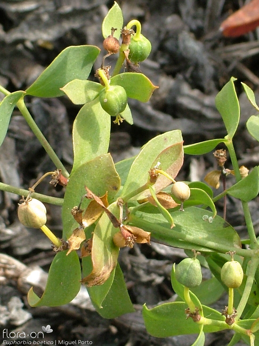 Euphorbia boetica - Fruto | Miguel Porto; CC BY-NC 4.0