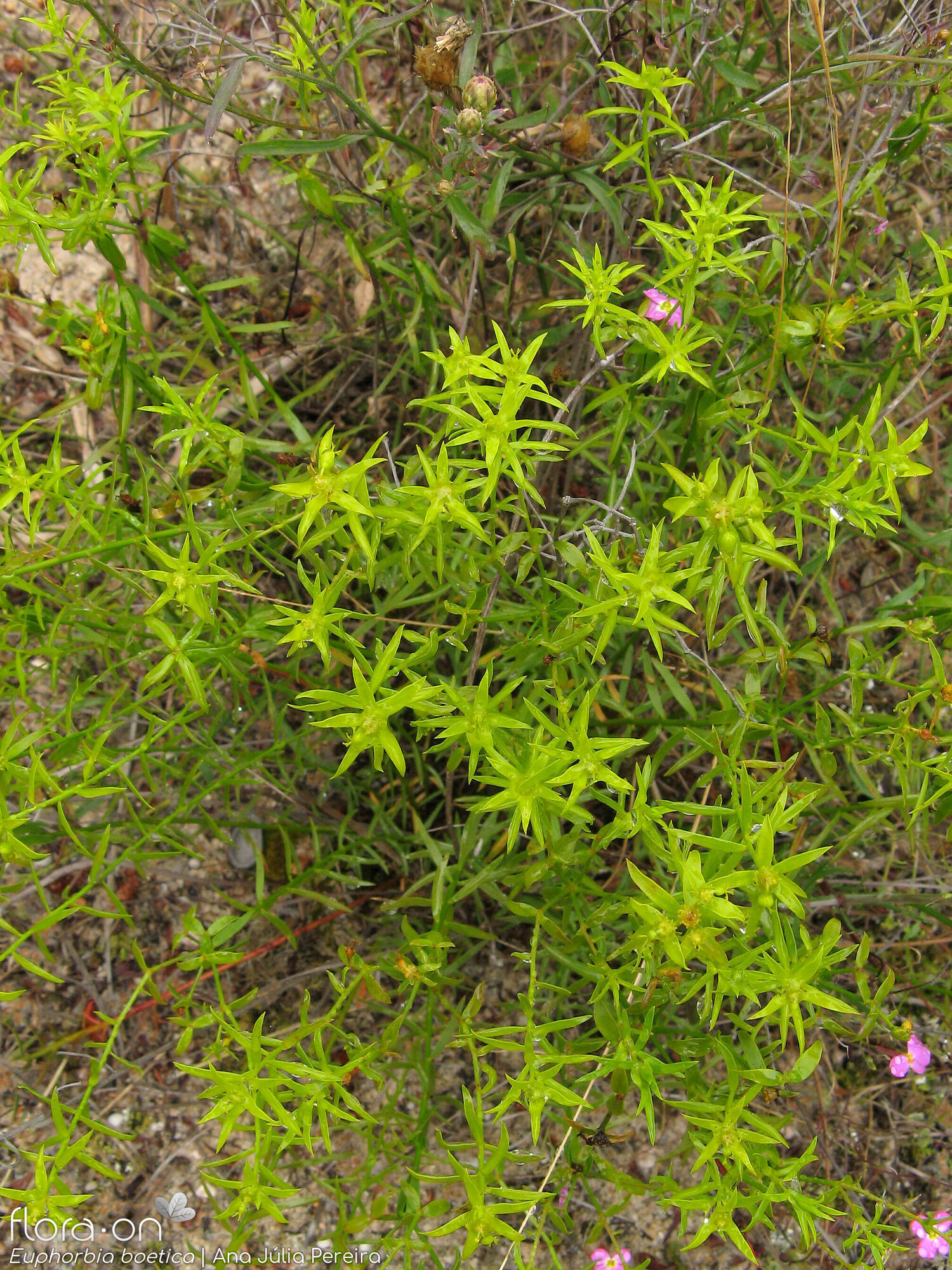 Euphorbia boetica - Hábito | Ana Júlia Pereira; CC BY-NC 4.0