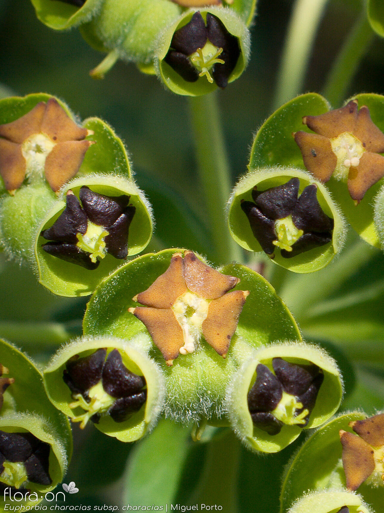 Euphorbia characias-(1) characias - Flor (close-up) | Miguel Porto; CC BY-NC 4.0