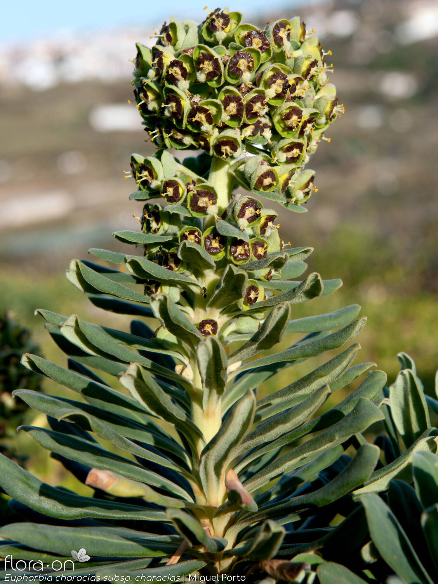 Euphorbia characias-(1) characias - Flor (geral) | Miguel Porto; CC BY-NC 4.0