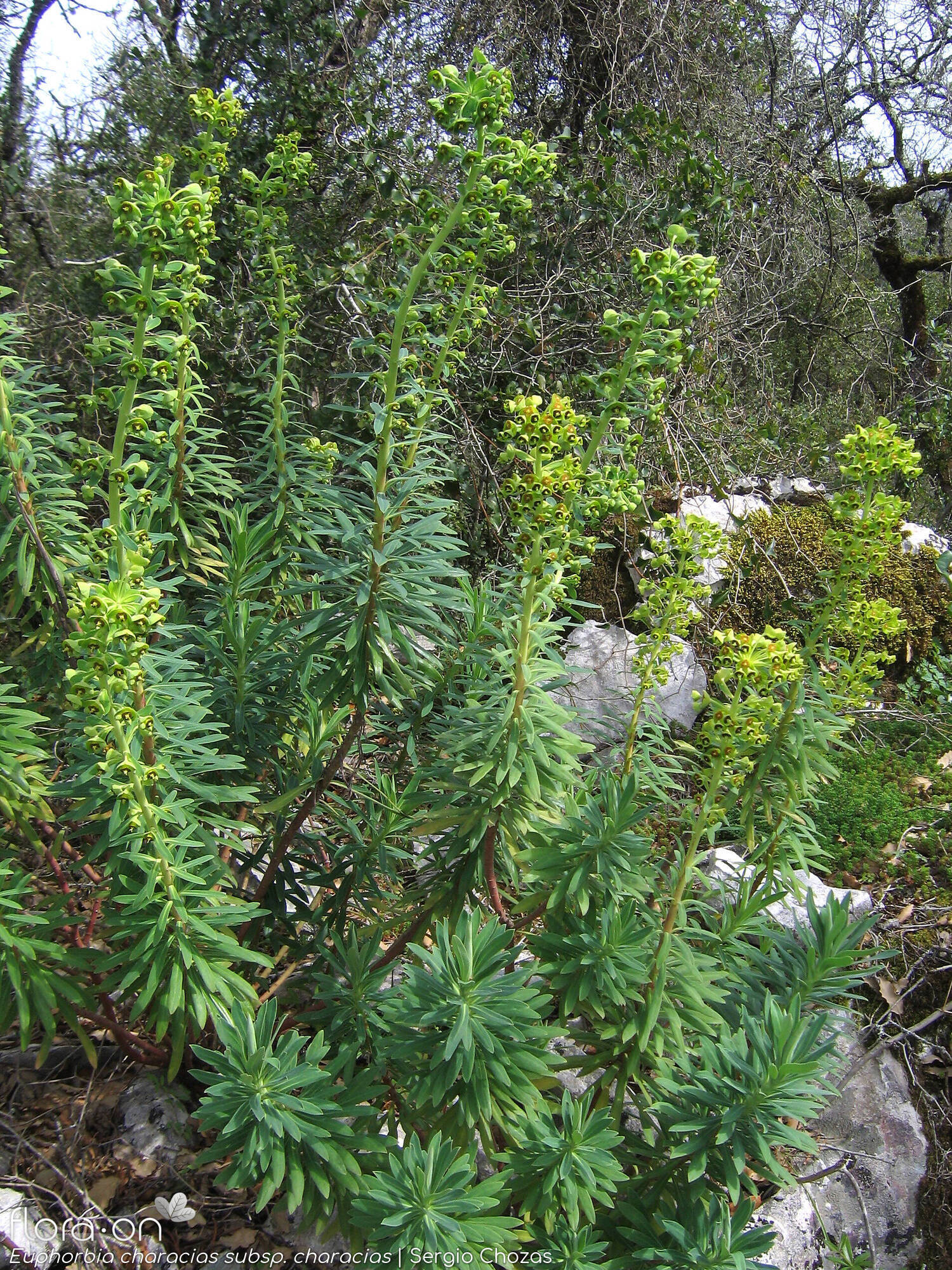 Euphorbia characias-(1) characias - Hábito | Sergio Chozas; CC BY-NC 4.0