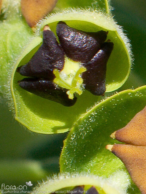 Euphorbia characias-(1) characias - Flor (close-up) | Miguel Porto; CC BY-NC 4.0