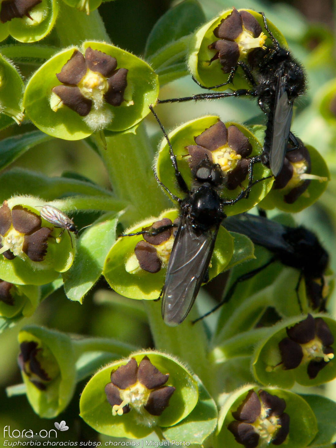 Euphorbia characias-(1) characias - Flor (close-up) | Miguel Porto; CC BY-NC 4.0