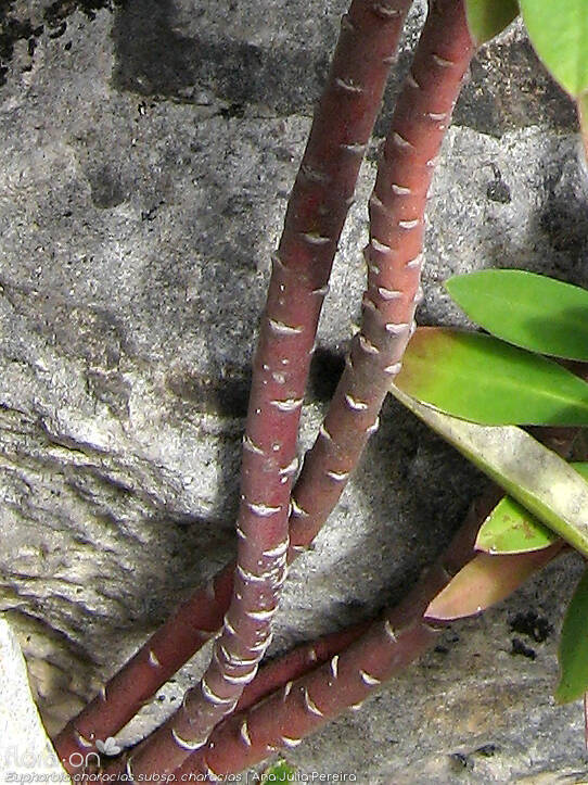 Euphorbia characias-(1) characias - Caule | Ana Júlia Pereira; CC BY-NC 4.0