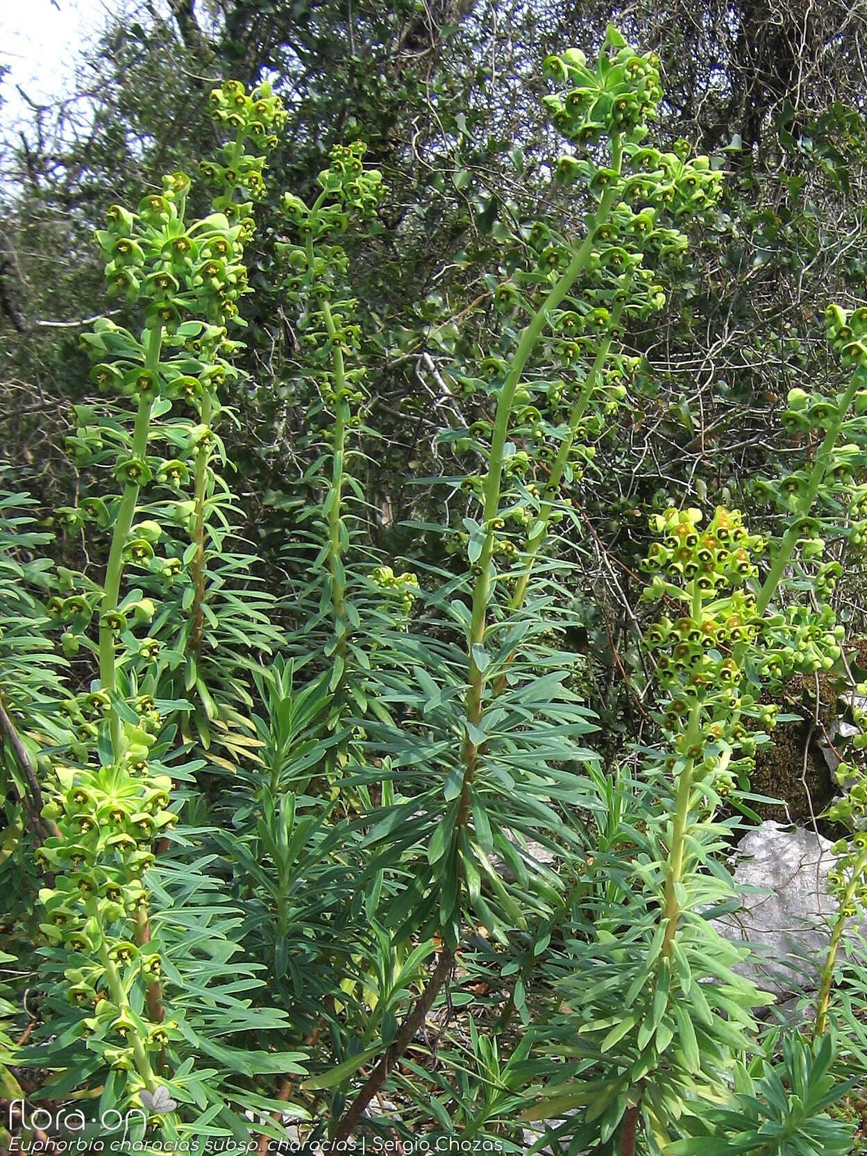 Euphorbia characias-(1) characias - Hábito | Sergio Chozas; CC BY-NC 4.0