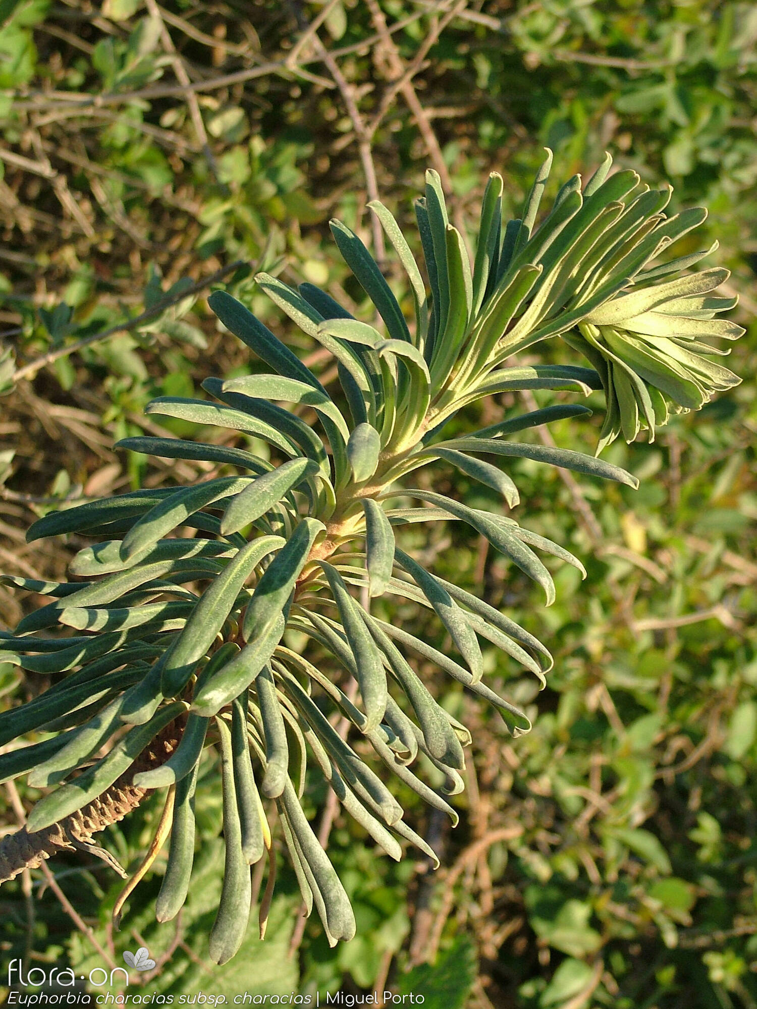 Euphorbia characias characias - Ramo | Miguel Porto; CC BY-NC 4.0