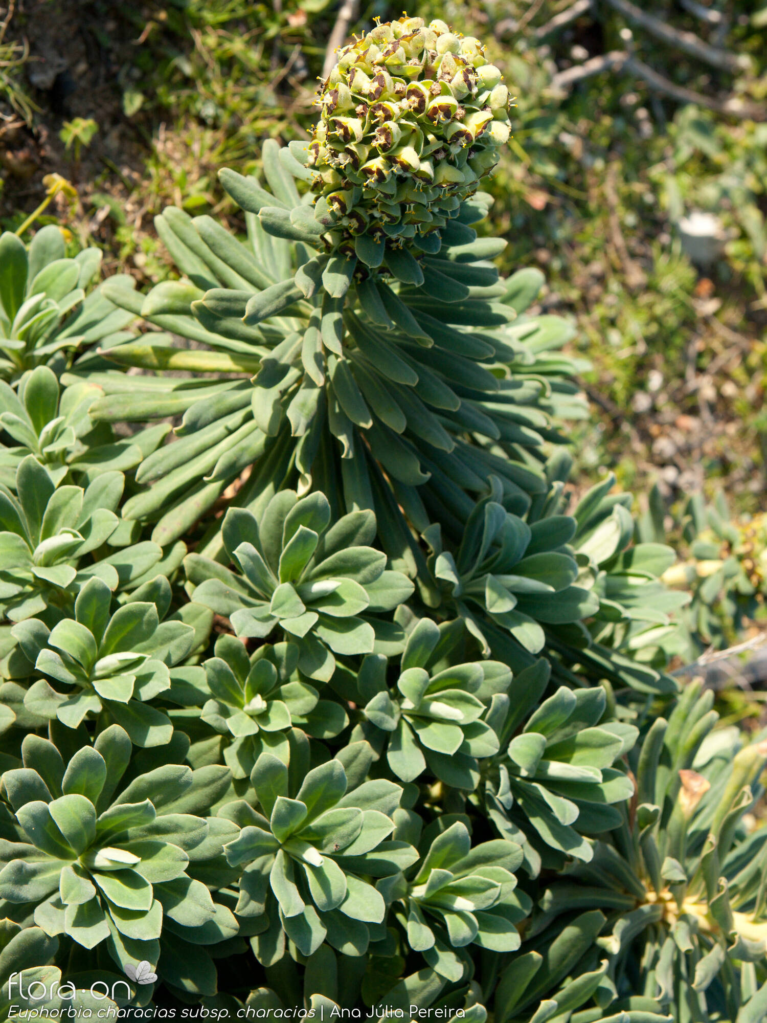 Euphorbia characias characias - Hábito | Ana Júlia Pereira; CC BY-NC 4.0